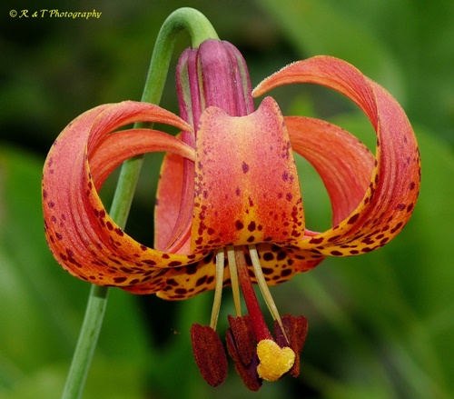{Lilium michiganense}